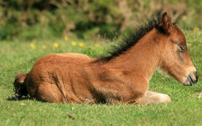 8 Top Tips for caring for a newborn foal